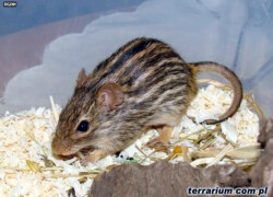 Lemniscomys barbarus – mysz berberyjska