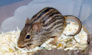 Lemniscomys barbarus – mysz berberyjska