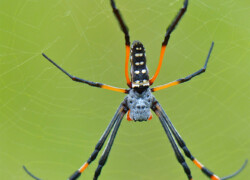 Nephila spp. i Trichonephila spp. – pająki