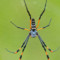 Nephila spp. i Trichonephila spp. – pająki