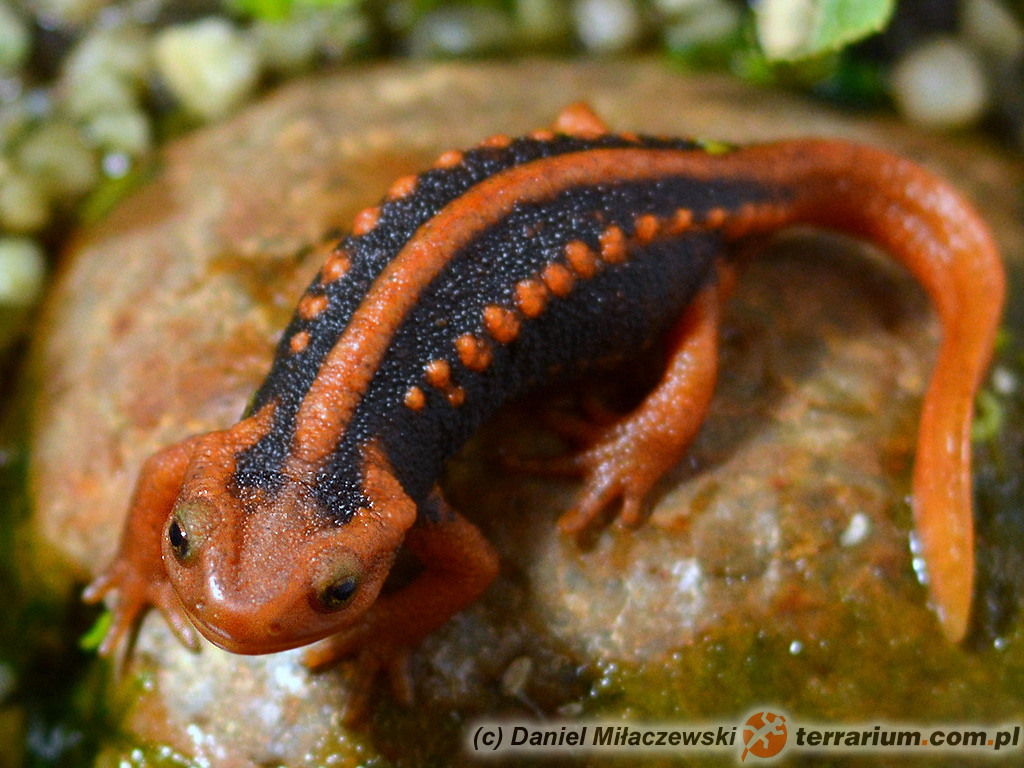 Tylototriton shanjing – traszka mandaryńska