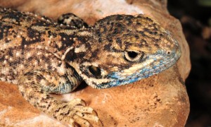 Xenagama batillifera