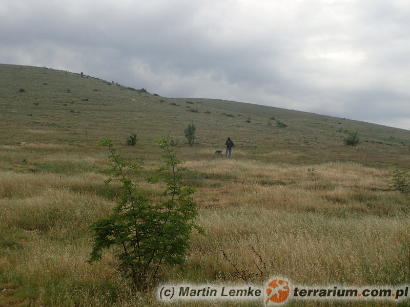 Lycosa praegrandis – lokalizacja prowincja Novo Selo Plovdiv, Bułgaria