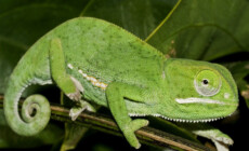 Chamaeleo dilepis – kameleon uszaty