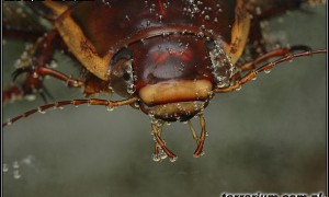 Dytiscidae – pływakowate