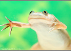 Xenopus laevis – żaba szponiasta, żaba platana