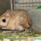 Jaculus orientalis – podskoczek duży*, skoczek egipski**