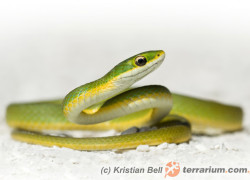 Opheodrys aestivus – wąż trawny