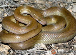 Lamprophis fuliginosus – wąż mahoniowy