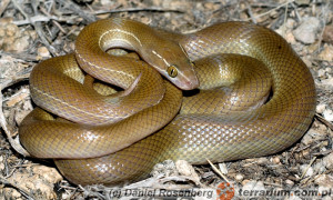Lamprophis fuliginosus – wąż mahoniowy