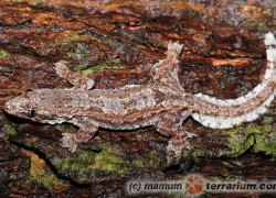 Hemidactylus craspedotus – gekon tajski domowy*