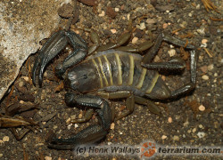 Hadogenes troglodytes – skorpion