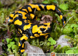 Salamandra salamandra – salamandra plamista