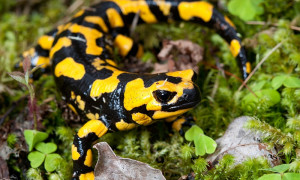 Salamandra salamandra – salamandra plamista