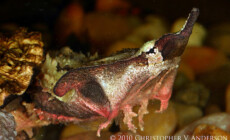 Chelus fimbriatus – żółw matamata – raport rozmnożeniowy