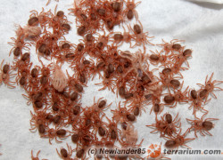 Holothele incei – raport rozmnożeniowy