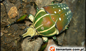 Mecynorhina polyphemus confluens