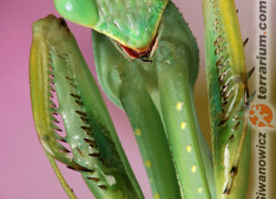 Sphodromantis viridis