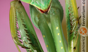 Sphodromantis viridis