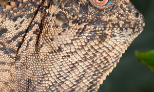 Gonocephalus chamaeleontinus – agama kątogłowa, kątogłówka kameleonowata, drakun kameleonowaty