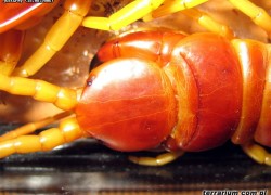 Scolopendra sp. 'Ekwador’