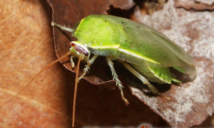 Panchlora nivea – karaczan zielony, karaczan bananowy