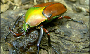 Eudicella aethiopica