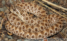 Heterodon nasicus – heterodon zachodni