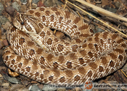 Heterodon nasicus – heterodon zachodni