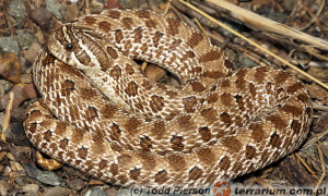 Heterodon nasicus – heterodon zachodni