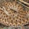 Heterodon nasicus – heterodon zachodni