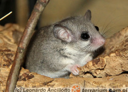 Graphiurus murinus – pędzlogon zwinny, „popielica afrykańska”