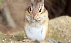 Eutamias sibiricus – burunduk