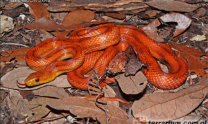 Pantherophis alleghaniensis – wąż smugowy