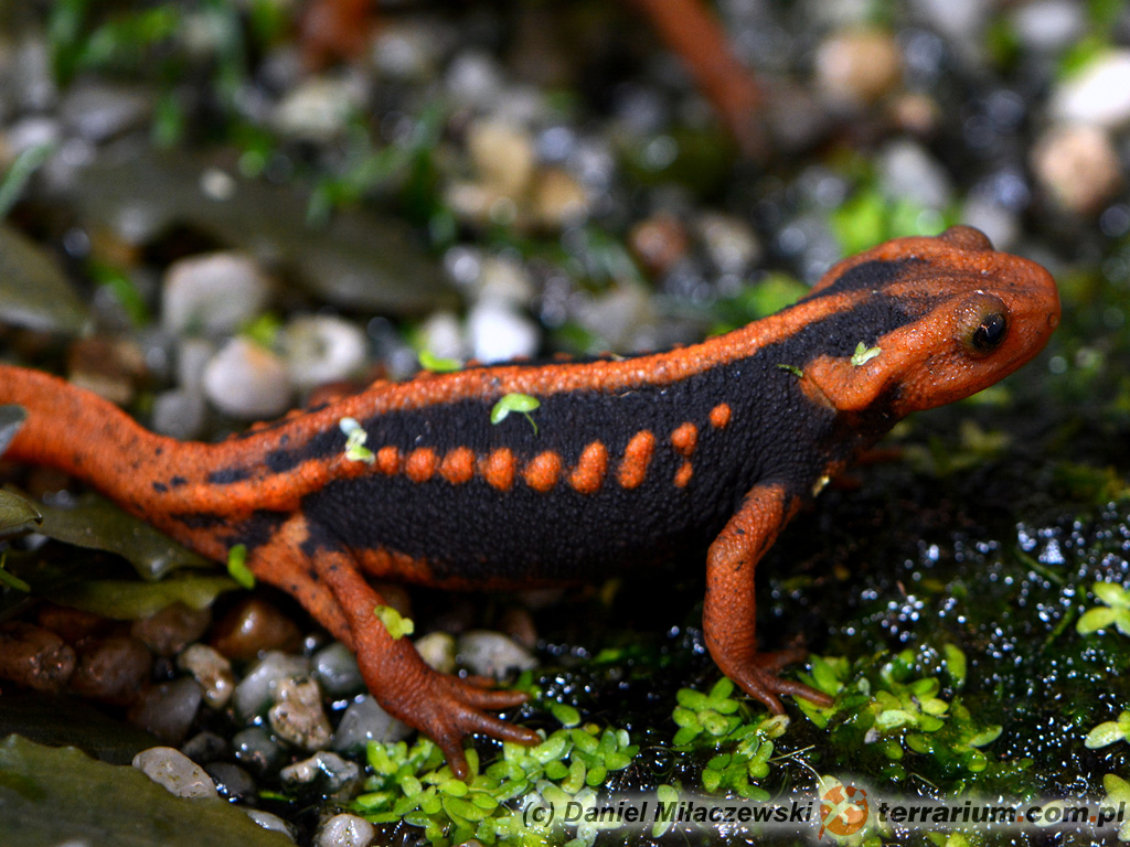 Tylototriton shanjing – traszka mandaryńska