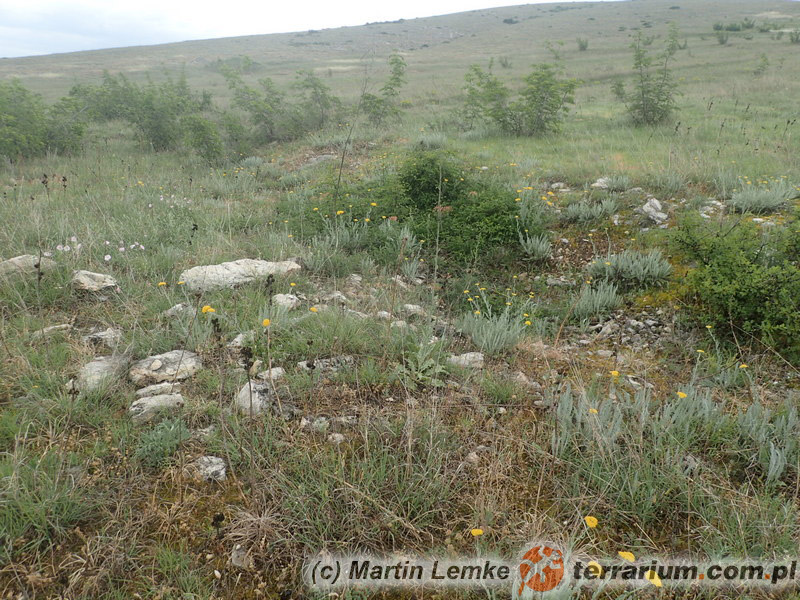 Lycosa praegrandis – lokalizacja prowincja Novo Selo Plovdiv, Bułgaria