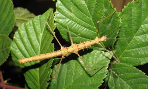 Acanthomenexenus polyacanthus