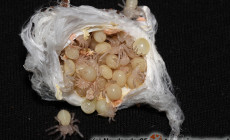 Idiothele mira – raport rozmnożeniowy