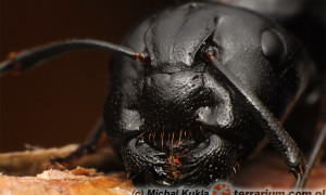 Rola wzroku w orientacji przestrzennej u mrówek