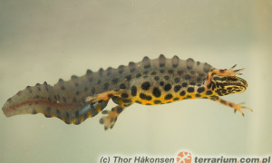 Triturus (Lissotriton) vulgaris – traszka zwyczajna