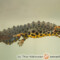 Triturus (Lissotriton) vulgaris – traszka zwyczajna