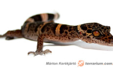 Goniurosaurus luii – chiński gekon lamparci*