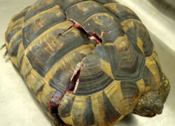 Żółwie – problemy zdrowotne związane z pancerzem