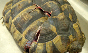 Żółwie – problemy zdrowotne związane z pancerzem