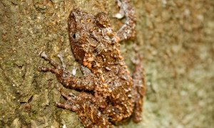 Theloderma gordoni