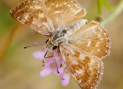 Lepidoptera – Motyle