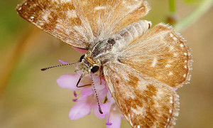 Hesperiidae – karłątkowate