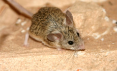 Calomyscus spp. – myszochomik