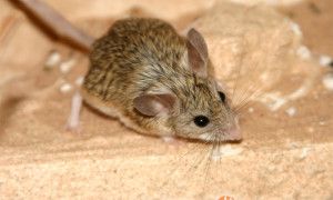 Calomyscus spp. – myszochomik