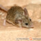 Calomyscus spp. – myszochomik